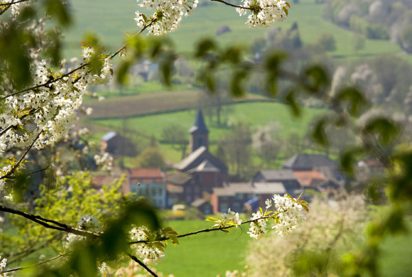 bloesem heuvelland