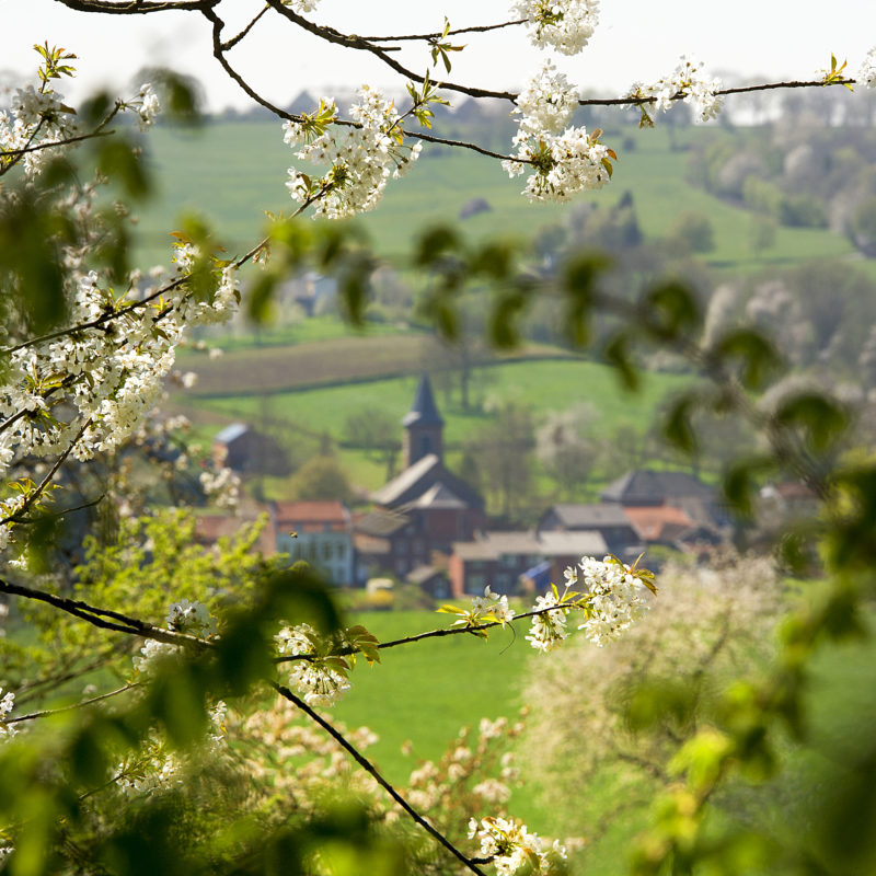 bloesem heuvelland